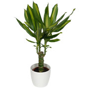 Dracaena Massangeana + Cubremaceta Blanca